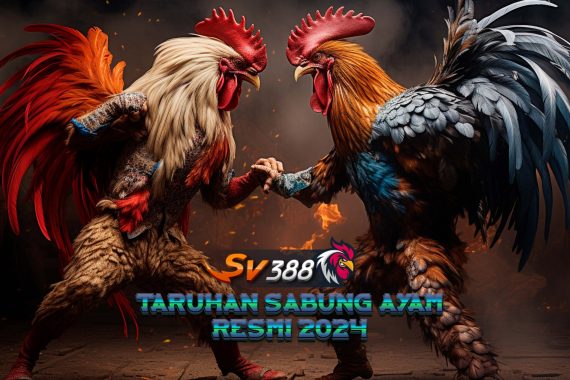 Agen Sabung Ayam Online 24 Jam Arena Filipina